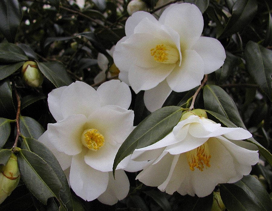 写真ベスト集486 椿の都鳥