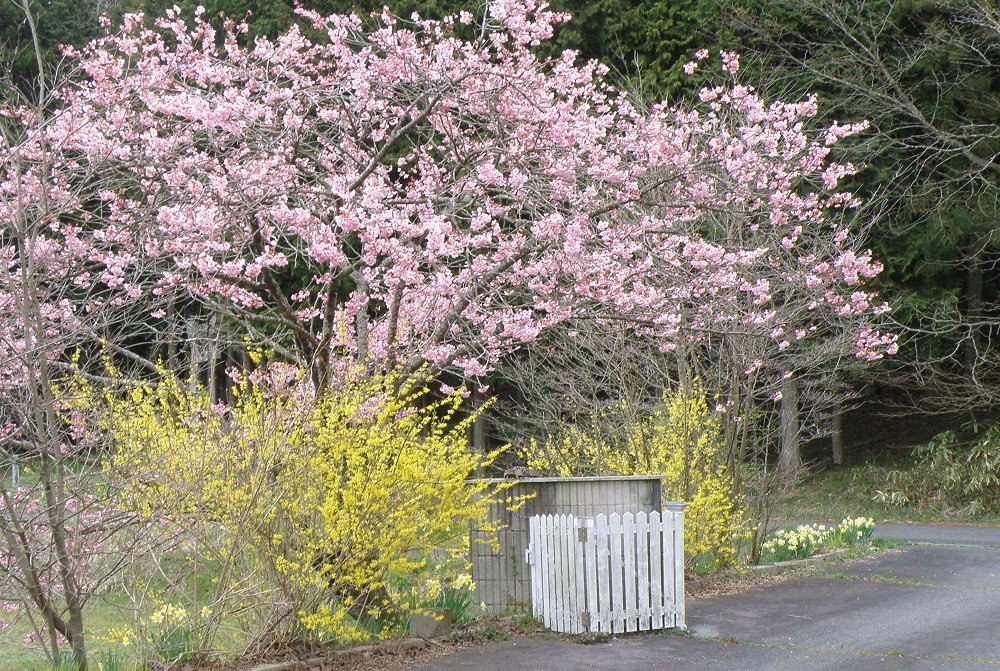花の里 春の風景